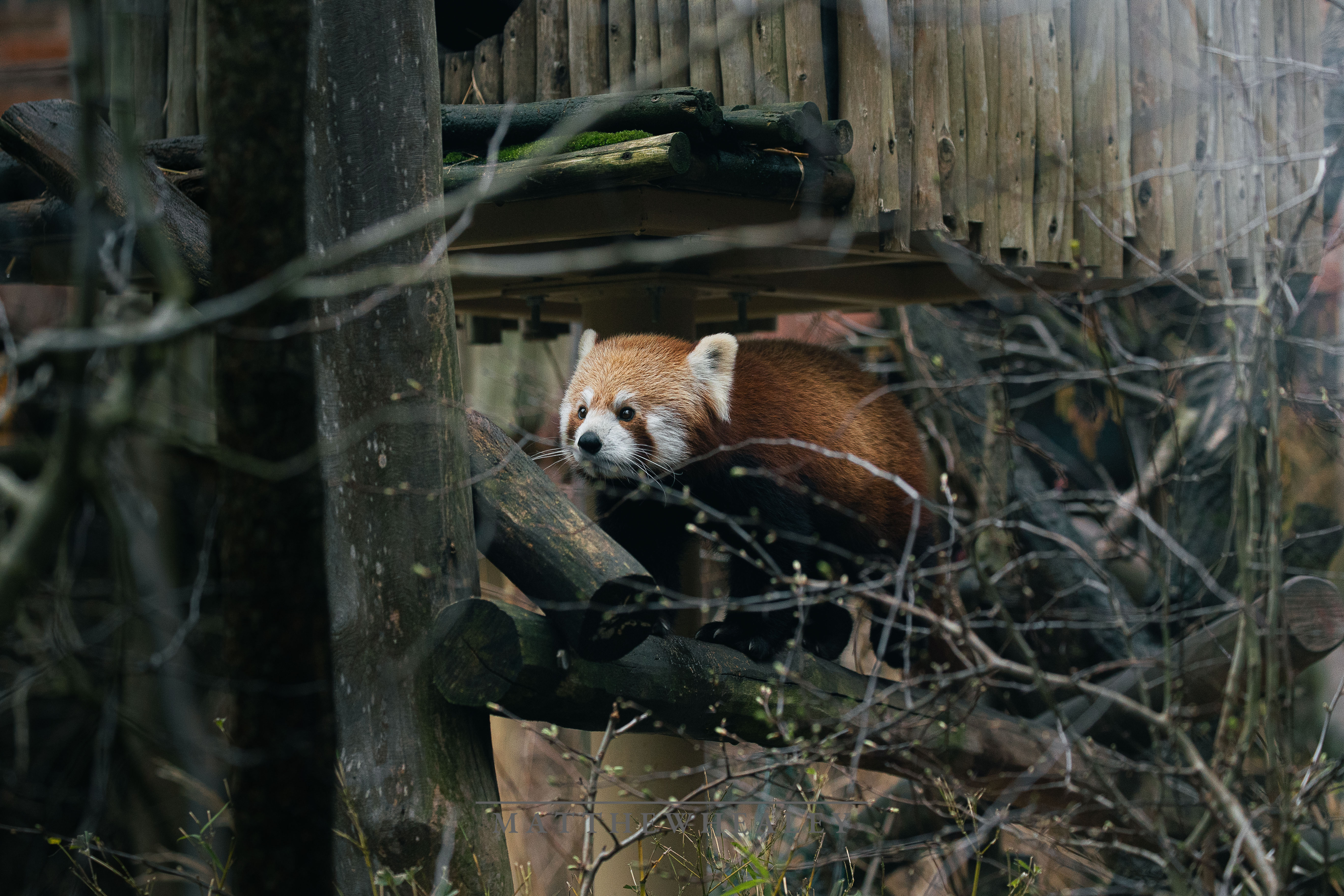Red panda peering through wooden enclosure branches wildlife photography print